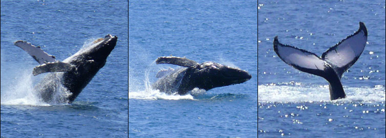 whales_754x270